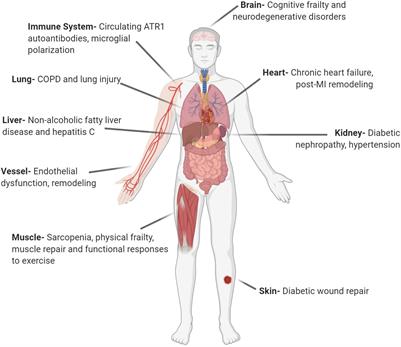 Brain Renin–Angiotensin System at the Intersect of Physical and Cognitive Frailty